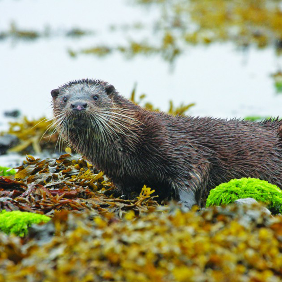 Speyside Wildlife App 2